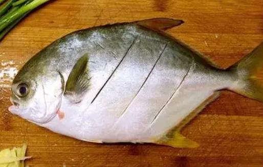 孕婦可以吃金鯧魚嗎?金鯧魚有哪些價(jià)值?