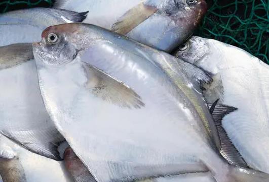 孕婦可以吃白鯧魚嗎?白鯧魚對孕婦有哪些好處?