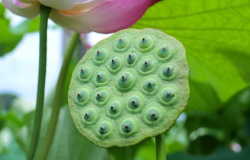 新鮮蓮蓬怎么曬干保存 新鮮蓮蓬一天可以吃幾個