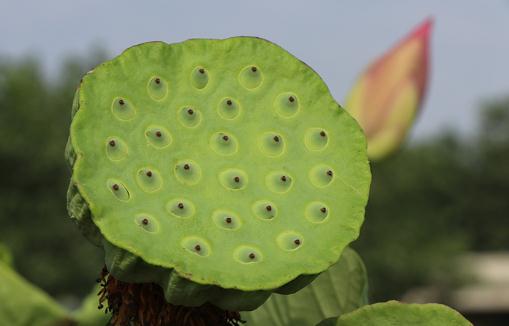 新鮮蓮蓬可以生吃嗎 新鮮蓮蓬和干蓮蓬的功效