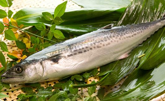 糖尿病患者可以吃馬鮫魚嗎?馬鮫魚有哪些營(yíng)養(yǎng)價(jià)值?