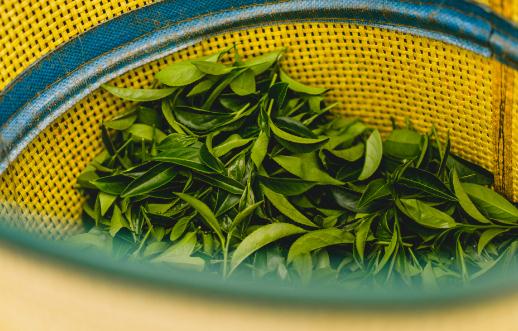 女人經(jīng)常喝烏龍茶好嗎 烏龍茶怎么喝減肥最快