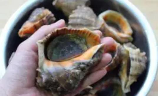 吃海螺頭暈怎么辦?吃海螺有哪些好處?