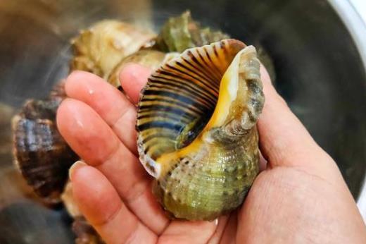 海螺的熱量高嗎?海螺的后半截有黃嗎?