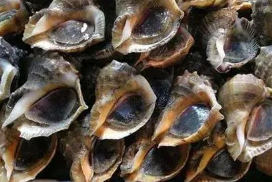 海螺的熱量高嗎?海螺的后半截有黃嗎?