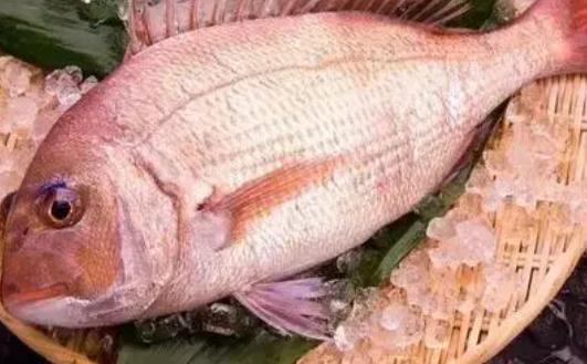 月子期間可以吃加吉魚嗎?月子期間吃加吉魚有哪些好處?