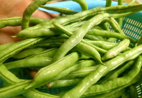四季豆為什么要焯水?四季豆生銹斑是怎么回事?