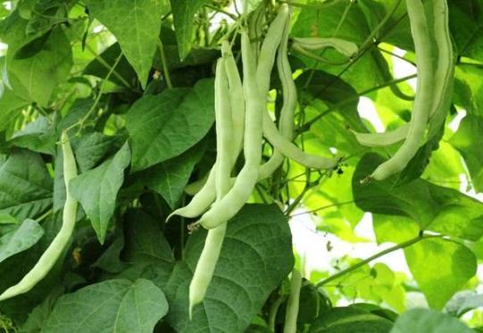 吃四季豆為什么會(huì)中毒?四季豆的食用功效
