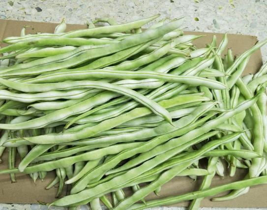 吃四季豆為什么會(huì)中毒?四季豆的食用功效