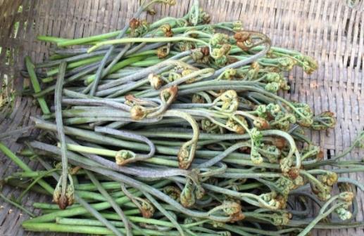 皮膚過(guò)敏能吃蕨菜嗎?經(jīng)期能吃蕨菜嗎?