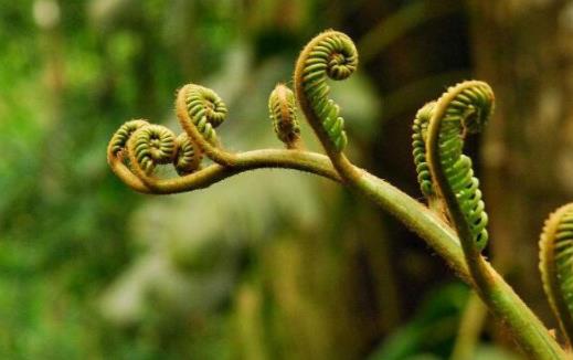 皮膚過(guò)敏能吃蕨菜嗎?經(jīng)期能吃蕨菜嗎?