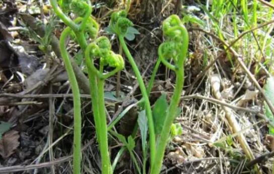 皮膚過(guò)敏能吃蕨菜嗎?經(jīng)期能吃蕨菜嗎?
