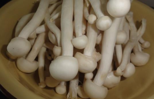 孕婦可以吃海鮮菇嗎?吃海鮮菇有哪些好處?