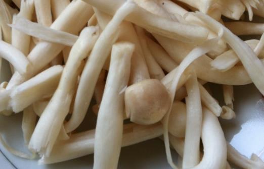 經(jīng)期可以吃海鮮菇嗎?海鮮菇不宜和什么一起吃?
