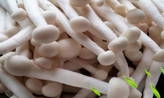 海鮮菇是什么?海鮮菇有哪些功效?