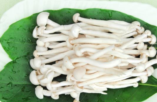 孕婦可以吃海鮮菇嗎?吃海鮮菇有哪些好處?