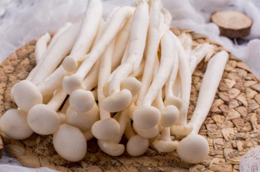 海鮮菇和白玉菇有哪些區(qū)別?孕婦可以吃白玉菇嗎?