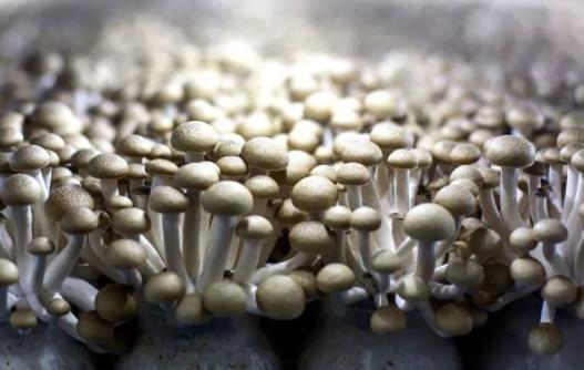 白玉菇是發(fā)物嗎?哪些人不宜吃白玉菇?