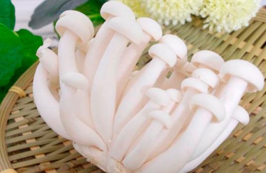 白玉菇是發(fā)物嗎?哪些人不宜吃白玉菇?