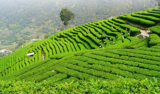 都勻毛尖是哪里生產(chǎn)的茶葉 要怎么保存都勻毛尖綠茶