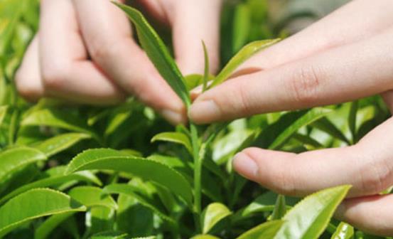 都勻毛尖是哪里生產(chǎn)的茶葉 要怎么保存都勻毛尖綠茶