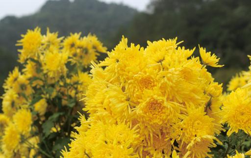 女人經(jīng)常喝菊花茶好嗎 什么人不適合喝菊花茶