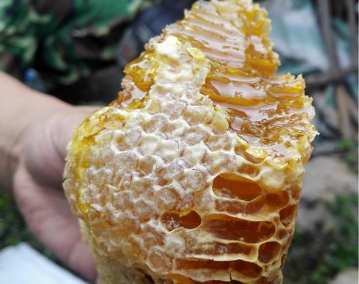 食用老巢蜜要注意什么事項(xiàng)?老巢蜜的功效和作用