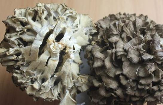 胰腺癌支架手術(shù)后能吃灰樹花嗎?灰樹花真的可以抗癌嗎?