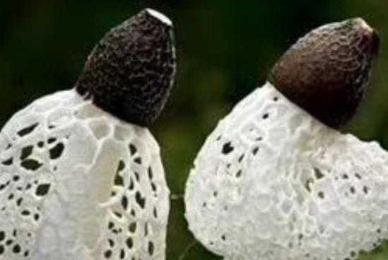 產(chǎn)婦可以吃竹蓀嗎?什么樣的竹蓀不能吃?
