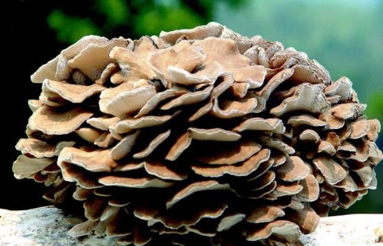 胰腺癌支架手術(shù)后能吃灰樹花嗎?灰樹花真的可以抗癌嗎?
