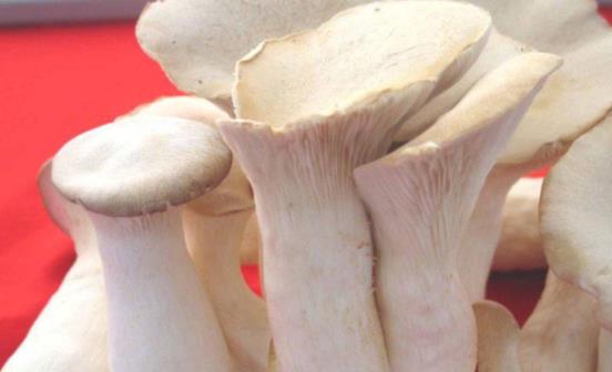 糖尿病可以吃白靈菇嗎?吃白靈菇有哪些好處?