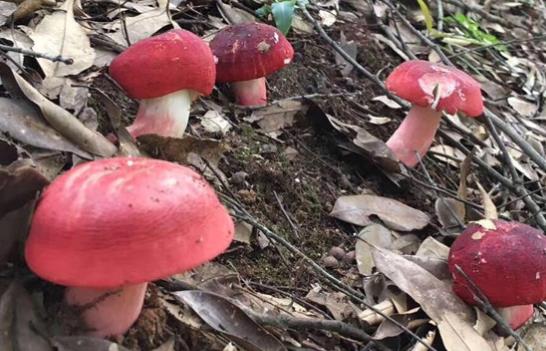 孕婦可以吃紅菇嗎?孕婦吃紅菇有哪些好處?