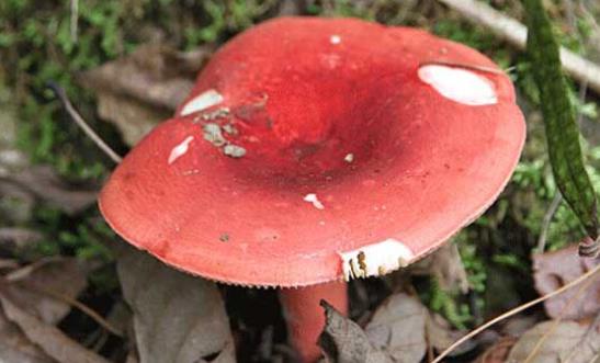 紅菇可以經(jīng)常吃嗎?吃紅菇有哪些功效?