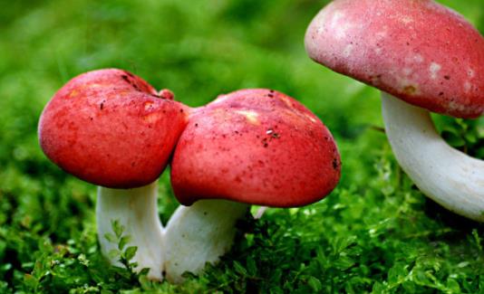 產(chǎn)婦可以吃紅菇嗎?紅菇不宜和什么一起吃?