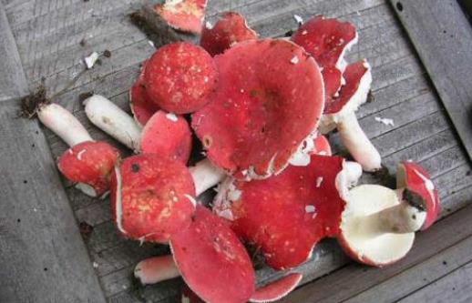 孕婦可以吃紅菇嗎?孕婦吃紅菇有哪些好處?
