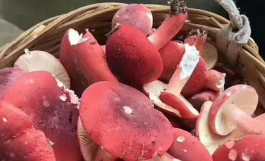 孕婦可以吃紅菇嗎?孕婦吃紅菇有哪些好處?