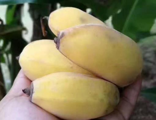 蘋果蕉是轉(zhuǎn)基因水果嗎?蘋果蕉怎么儲存比較新鮮