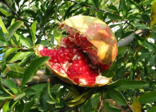 石榴外面紅里面沒有紅可以吃嗎?為什么石榴很紅卻很酸
