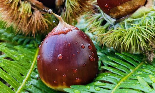 板栗不切開(kāi)直接蒸可以熟嗎 板栗皮沒(méi)剝干凈能吃嗎