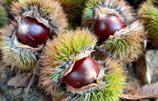 板栗不切開(kāi)直接蒸可以熟嗎 板栗皮沒(méi)剝干凈能吃嗎