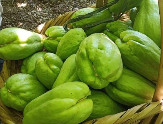 佛手瓜發(fā)芽了該怎樣弄成盆栽?佛手瓜切開(kāi)里面變色還能吃嗎