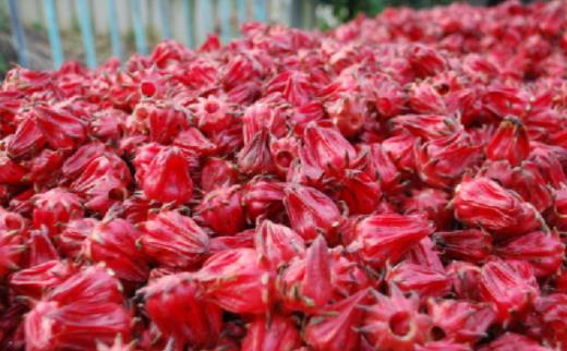 洛神花泡水顏色為什么那么紅 洛神花泡水放幾朵