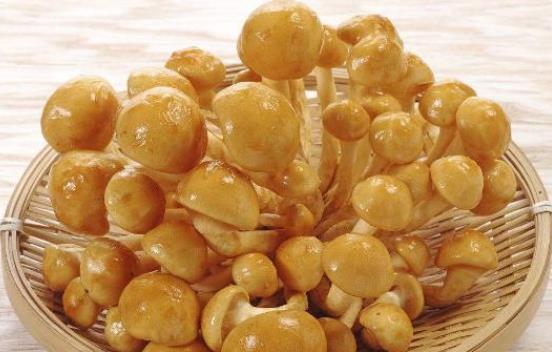 經(jīng)期可以吃滑子菇嗎?痛經(jīng)可以吃滑子菇嗎?