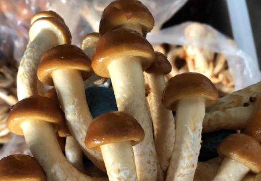 滑子菇是什么?孕婦可以吃滑子菇嗎?