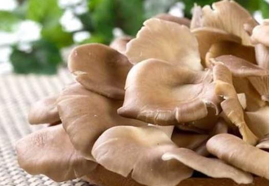 平菇是發(fā)物嗎?高血壓可以吃平菇嗎?