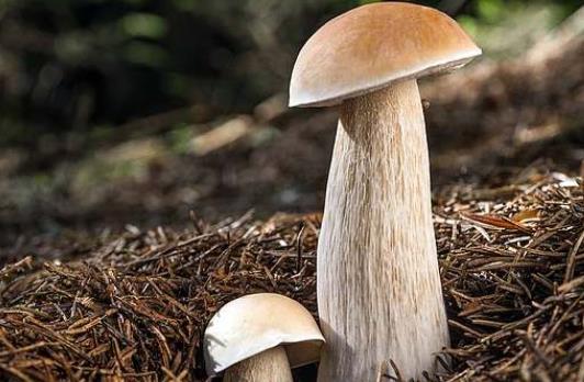 孕婦可以吃牛肝菌嗎?怎么辨別牛肝菌是否新鮮?
