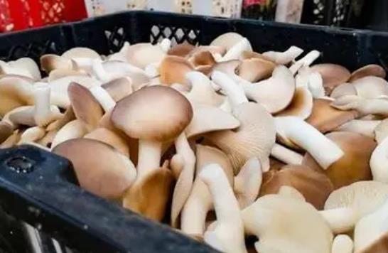 孕婦可以吃秀珍菇嗎?孕婦吃秀珍菇有哪些好處?