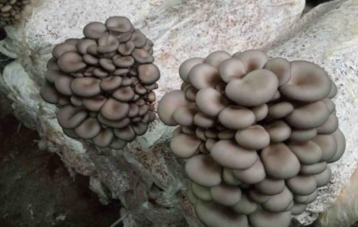 脯乳期可以吃平菇嗎?平菇發(fā)苦是怎么回事?