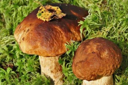 甲亢患者可以吃牛肝菌嗎?牛肝菌不能和什么一起吃?