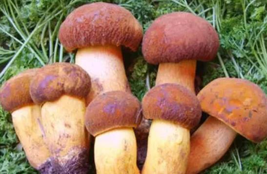 孕婦可以吃牛肝菌嗎?怎么辨別牛肝菌是否新鮮?
